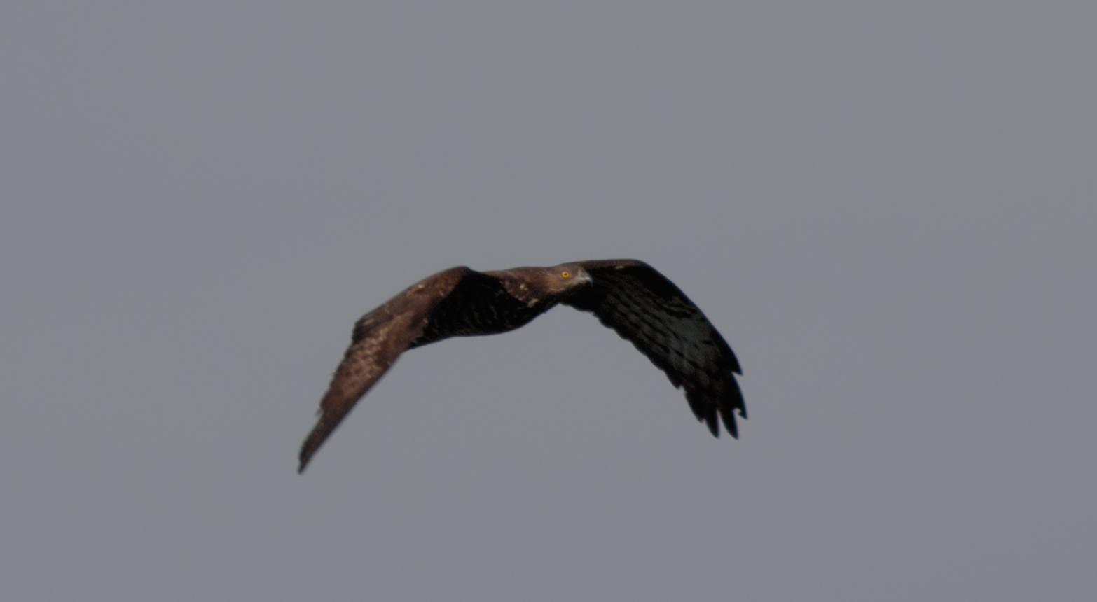 Miniature
